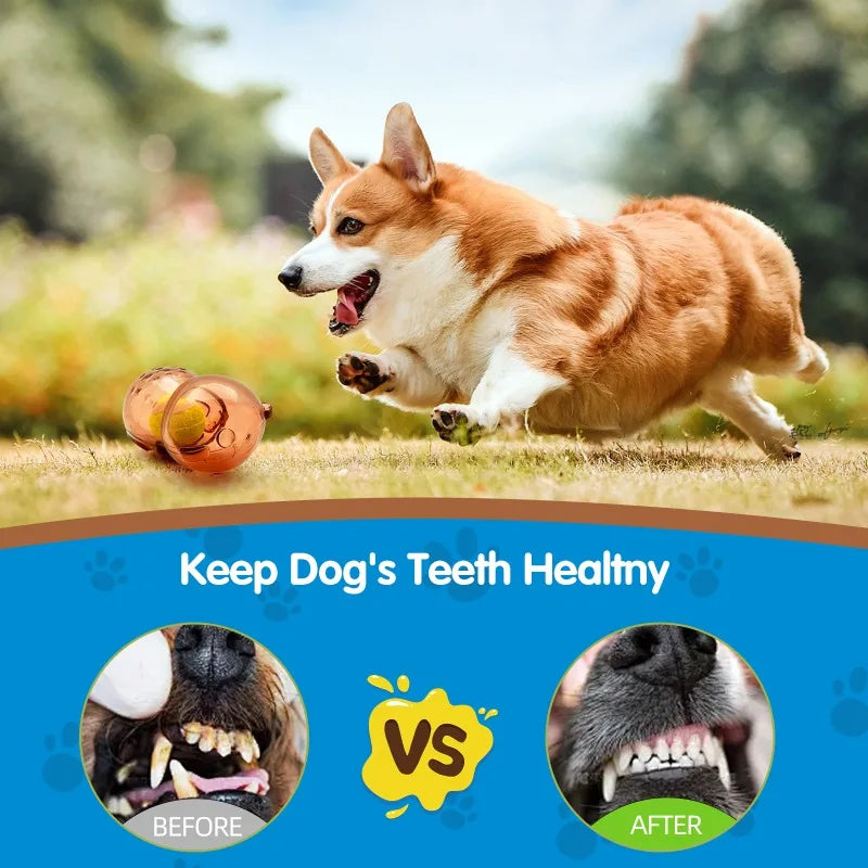 Pet Dog Outdoor Chew Toy